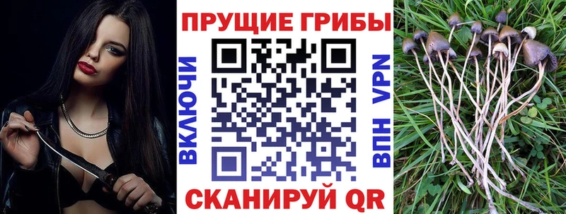 как найти   Фёдоровский  Псилоцибиновые грибы прущие грибы 